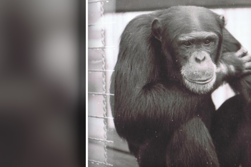 Johnny wurde 60 Jahre alt: Zoo Saarbrücken trauert um ältesten Schimpansen Europas