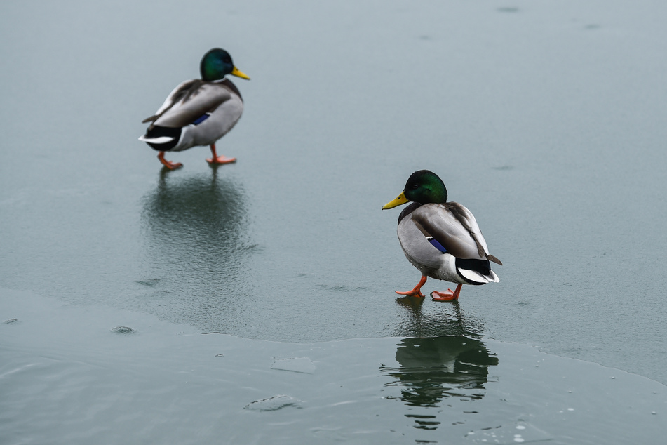 Enten watscheln über einen zugefrorenen See.