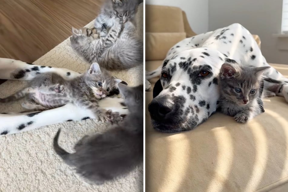 River kümmert sich um alle Babykatzen. Falls eine von ihnen Kummer hat, bietet sie auch "Einzeltherapie" an.