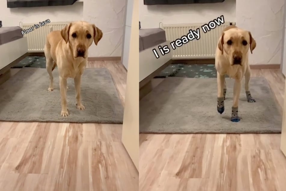 Before and after: Korey won't walk on the hardwood floor without the appropriate footwear.