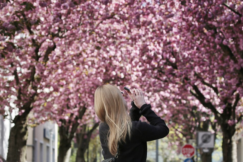 In Bonn ist die Kirschblüte jedes Jahr im Frühling ein Touristenmagnet. Dafür müssen die Kirschbäume aber auch die Dürre überstehen.
