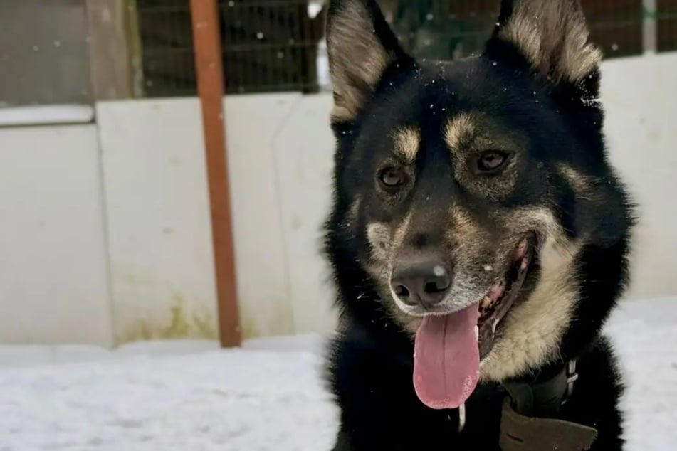 Prefiere dormir en paja que en una cama para perros: Fenris busca un hogar