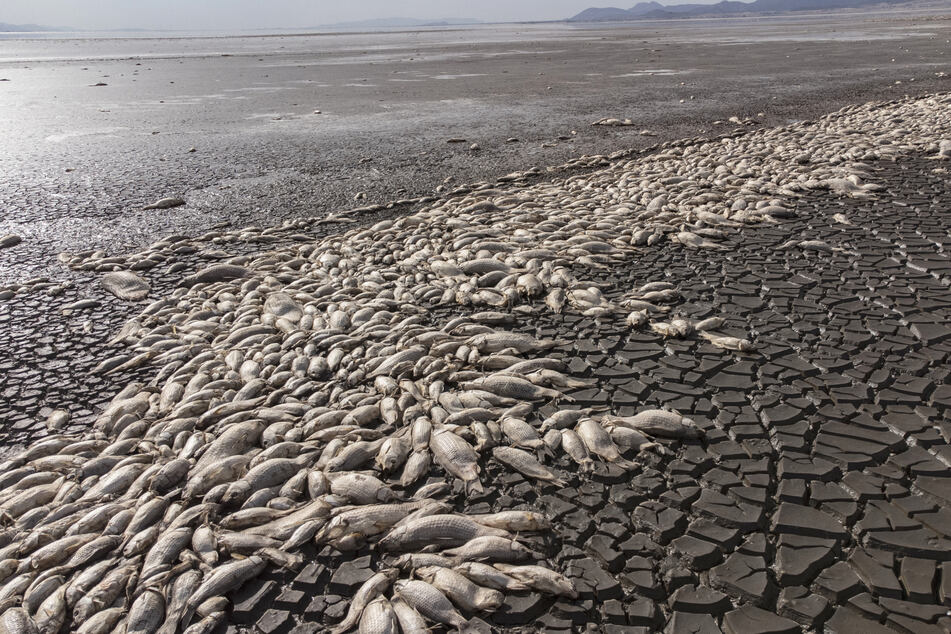 The water in Mexico's Lake Bustillos continues to recede, resulting in mountains of dead fish.