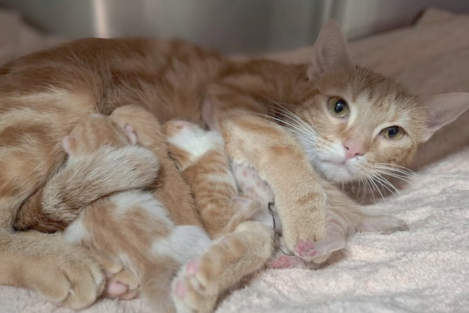 Nur Stunden nach Vierfach-Geburt: Katzenbabys und Mama an Tierheim abgedrückt