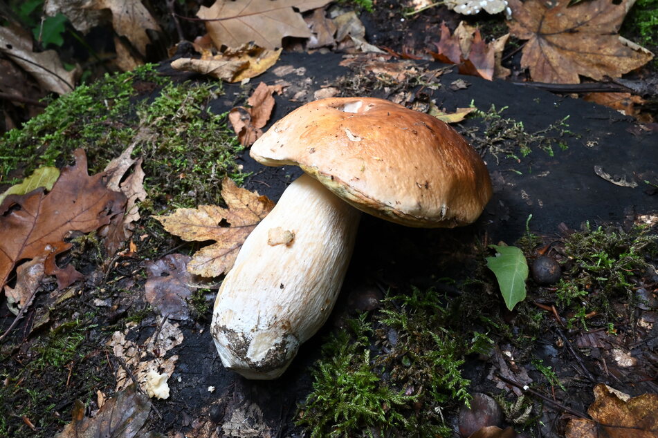 Der Steinpilz ist ein beliebter Speisepilz.