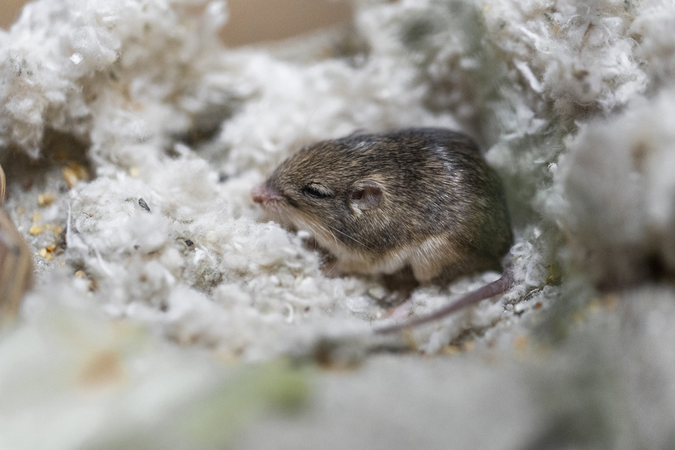 San Diego Zoo's pocket mouse Pat sets a new Guinness world record! | TAG24