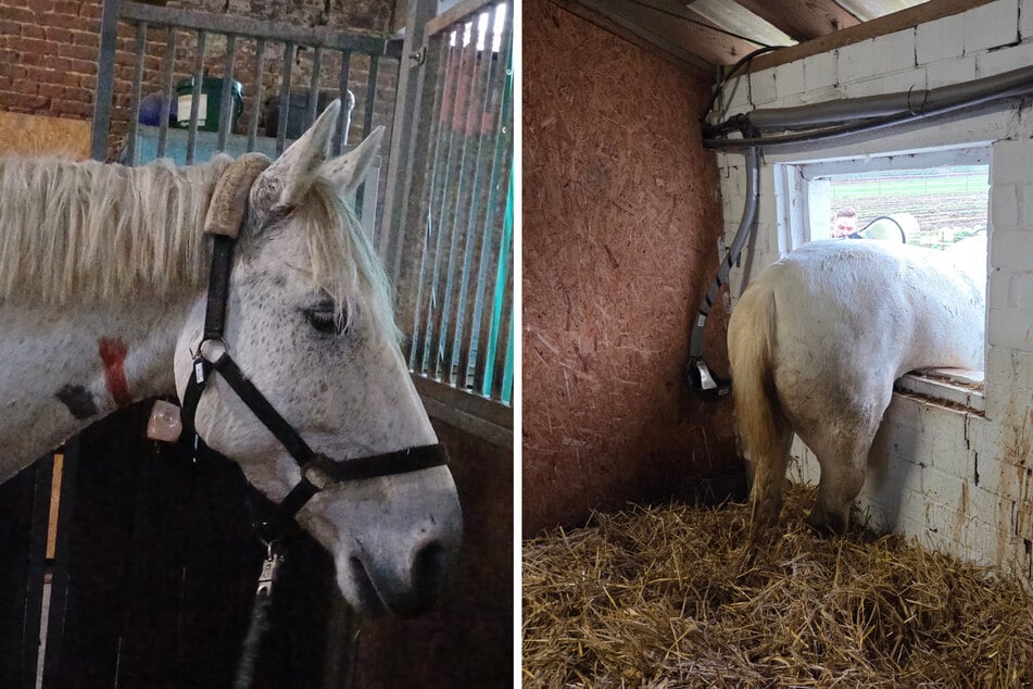 Fluchtversuch gescheitert: Gaul bleibt mit Hinterteil im Fenster hängen