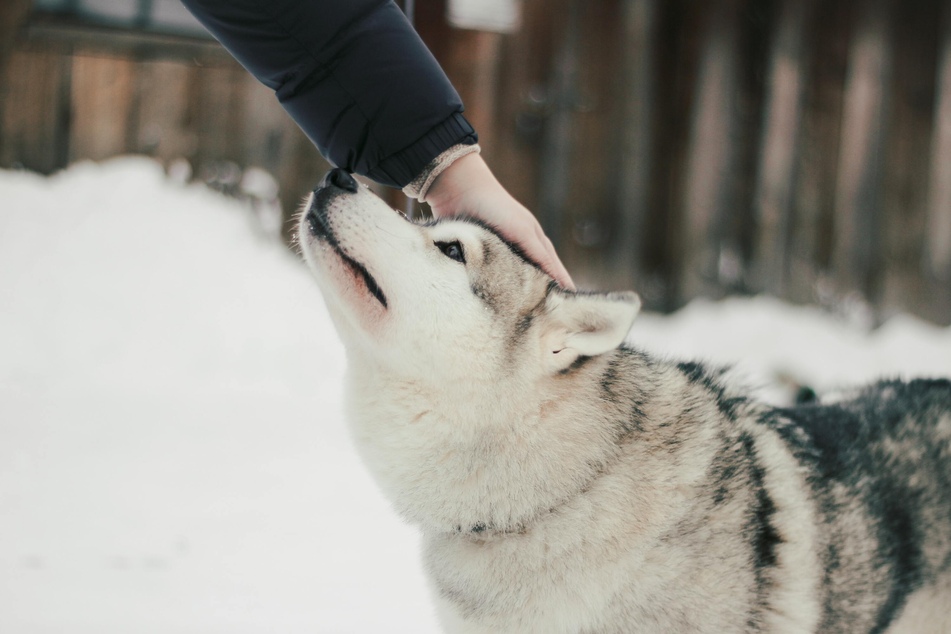 Durch ein gutes Training können Halter ihrem Hund das Schneefressen abgewöhnen.