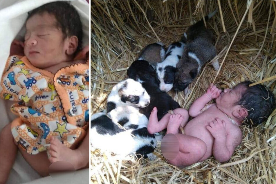 Neugeborenes überlebt bitterkalte Nacht! Hundemama kümmert sich um ausgesetztes Baby