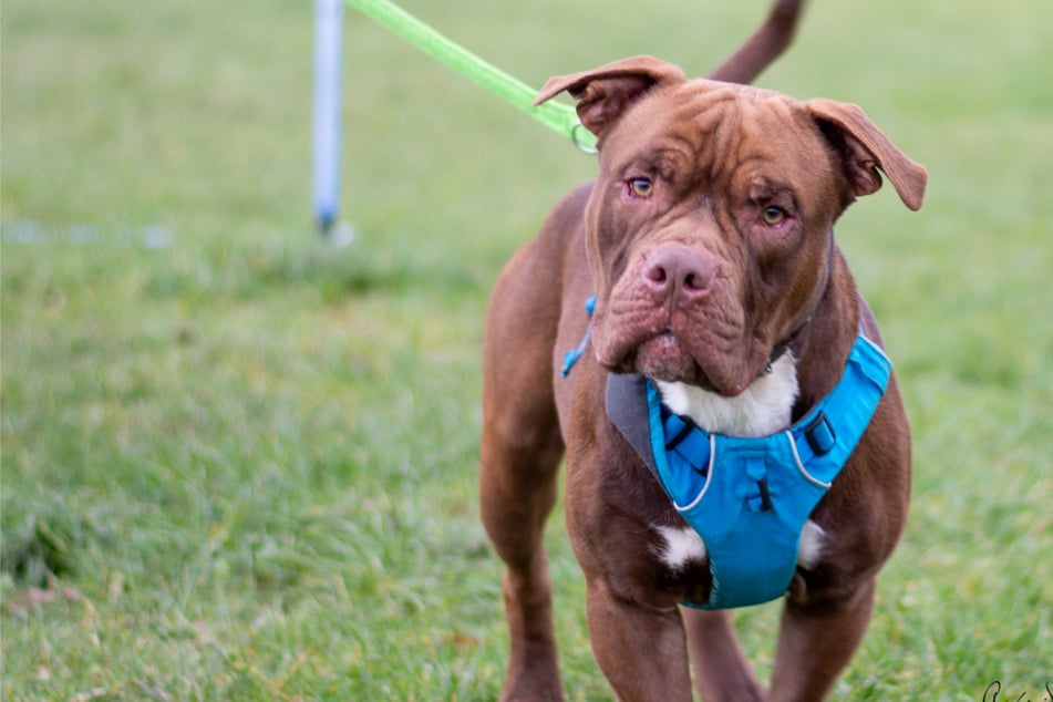 Chico ist ein sehr freundlicher und gegenüber Menschen aufgeschlossener Hund, wird aber auch mal übergriffig.