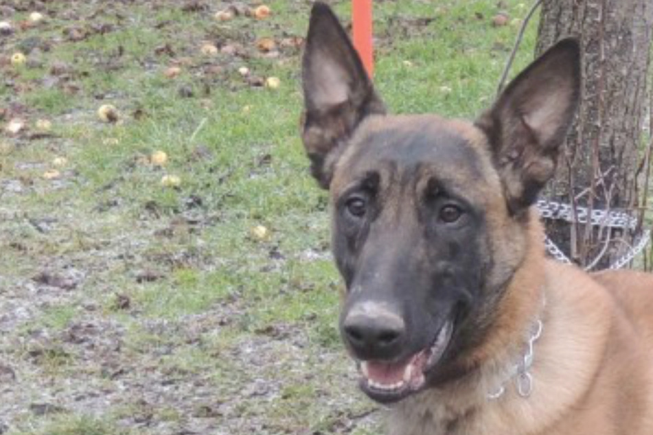 Hund Ares wurde ausgesperrt: Findet er noch ein Zuhause bei Tierfreunden?