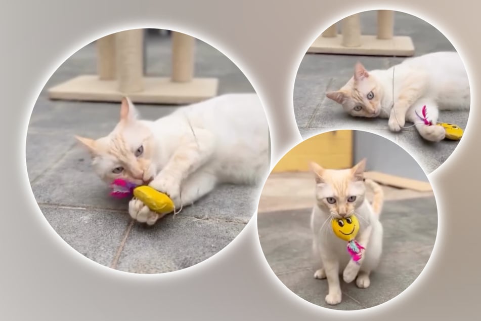 Kater Nikolaj ist ein verspielter Vierbeiner mit Charakter.