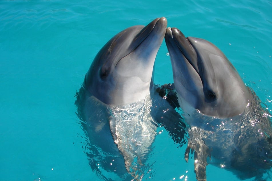 Dolphins are incredibly intelligent, but are they the smartest animals in the world?