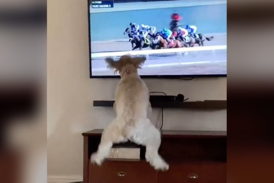 Hündin Bella springt vor Freude in die Luft, als sie im Fernsehen ein Pferderennen sieht.