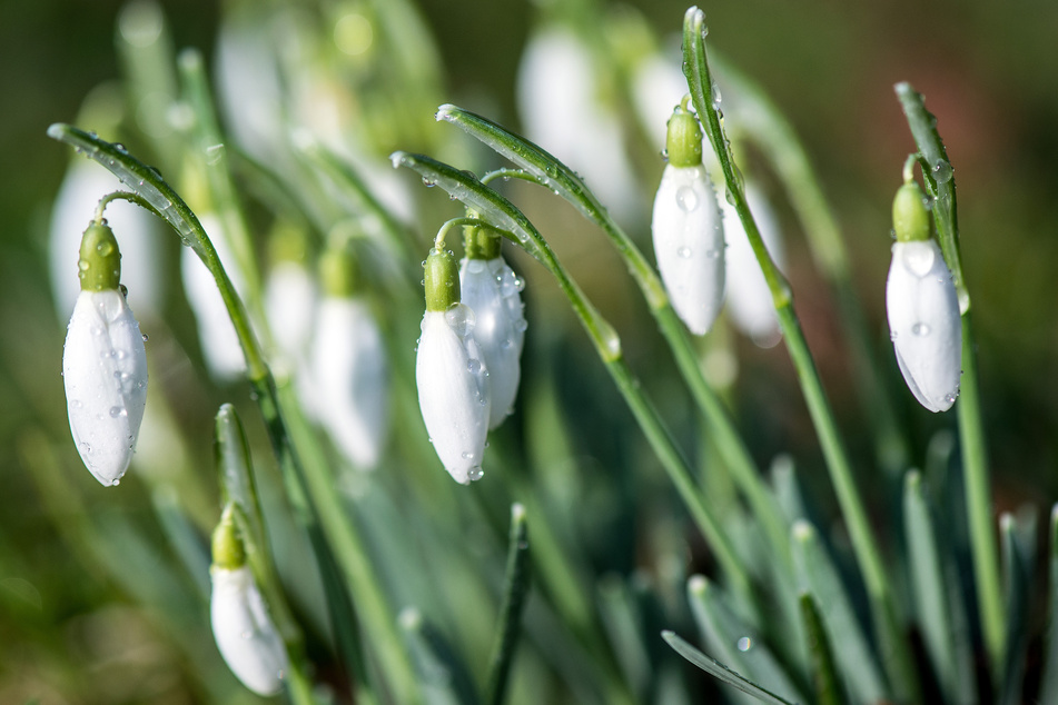 Das Schneeglöckchen ist der erste Vorbote des Frühlings. Die Pflanze produziert mithilfe der Zwiebel eine Eigenwärme von etwa acht bis zehn Grad.