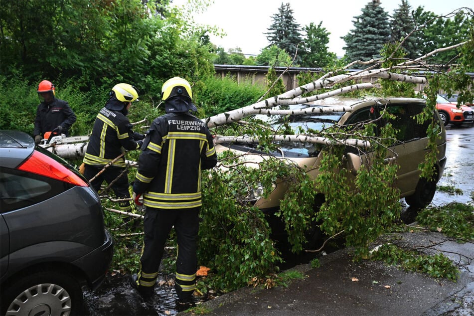 Die Windschutzscheibe eines Fahrzeuges wurde durch den umgekippten Baum beschädigt.