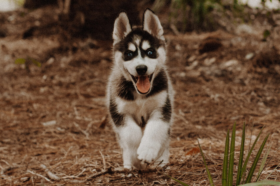 The Siberian husky is an incredibly intelligent and ridiculously friendly dog.