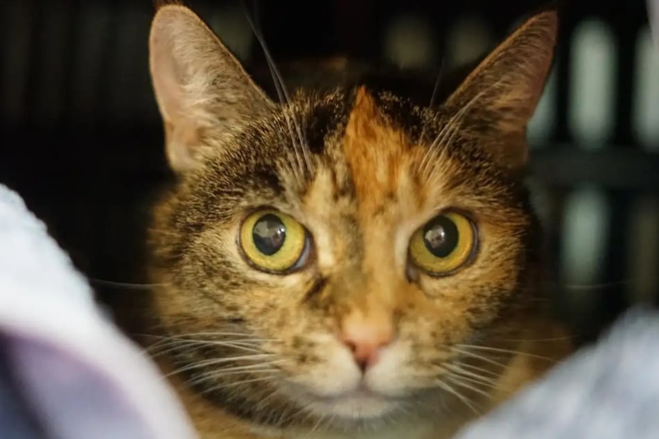 Die Samtpfote mag es ruhig und stressfrei, weshalb sie nicht zu Kindern oder anderen Katzen vermittelt wird.