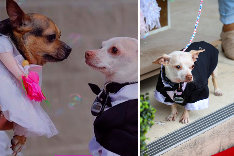 These two dogs fell in love after undergoing some dental work.