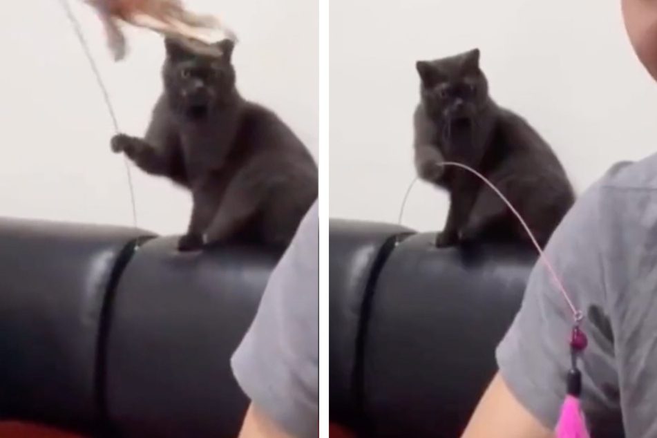 One cat is turning the table on its owner with the help of its cat toy!