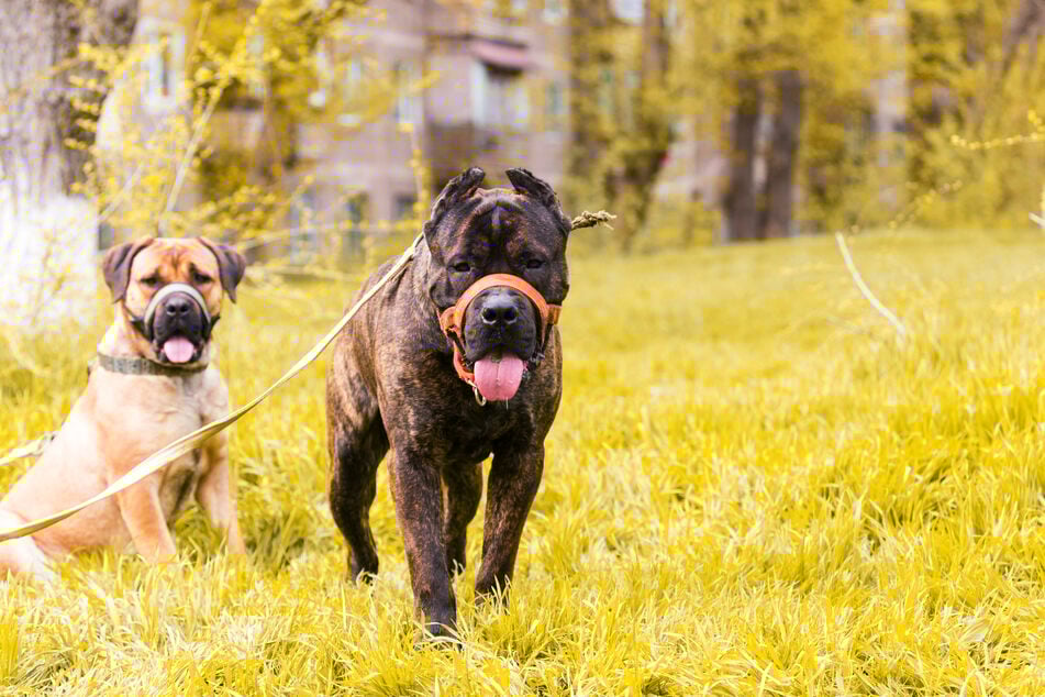 Die beiden Mädchen in Torgau wurden von einem Dogo Argentino verletzt. (Symbolbild)