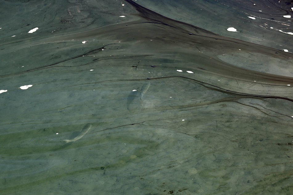 A group of fish was spotted in the contaminated ocean at Huntington Beach, California after a massive oil spill on Sunday off the coast prompted the closure of the beachfront area.