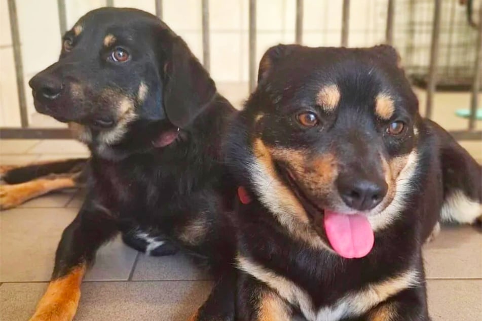 Hugo jault herzzerreißend, wenn Kumpel Jake weg ist: Wer schenkt ungleichem Hunde-Duo ein Zuhause?