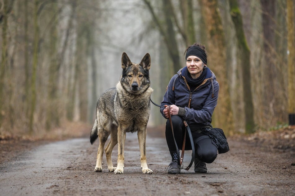 Der Tschechoslowakische Wolfhund Akela (9) macht mit Tierpflegerin Cindy Heilmann (35) den Wald unsicher.