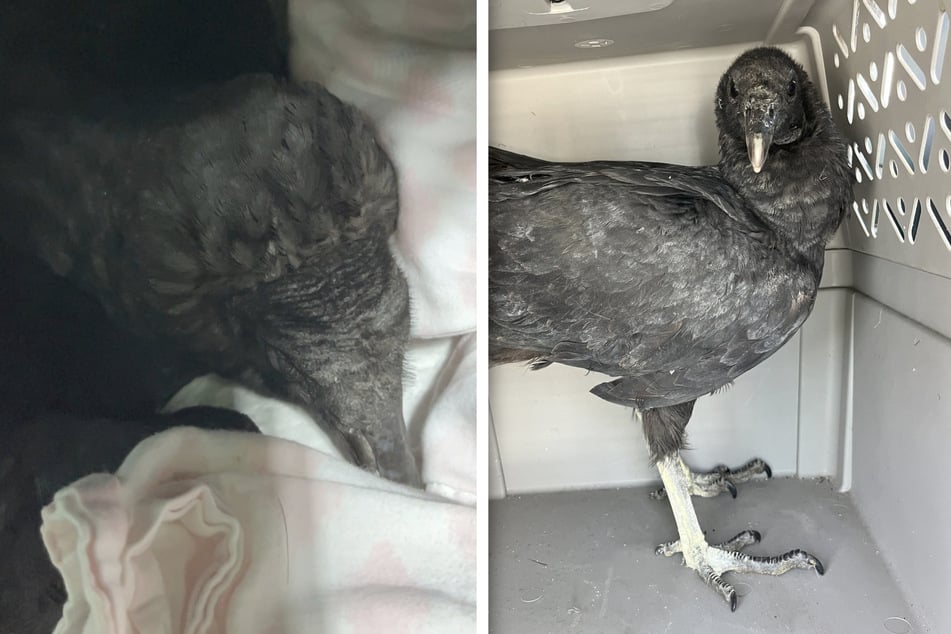 "Drunk" birds prove to be a flight risk and head to rehab!