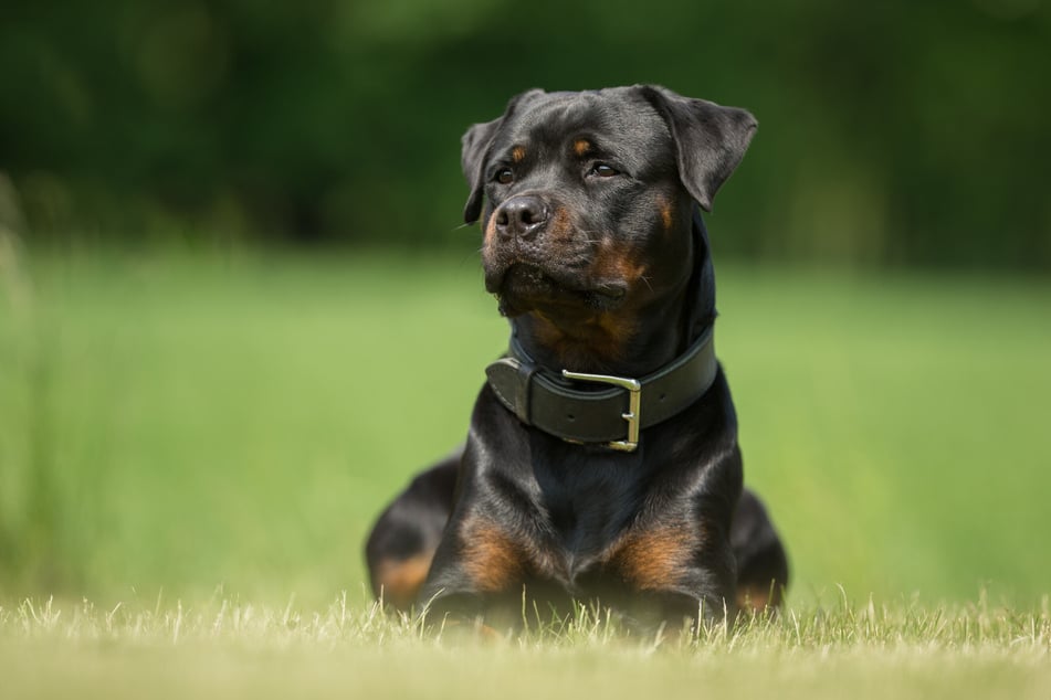 Der Rottweiler ist sehr reizempfindlich und möchte seine Familie stets schützen.