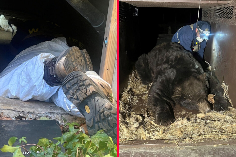 CDFW Environmental Scientist Kevin Howells managed to capture Berry using rotisserie chicken and some fruit, then set him free in Angeles National Forest.