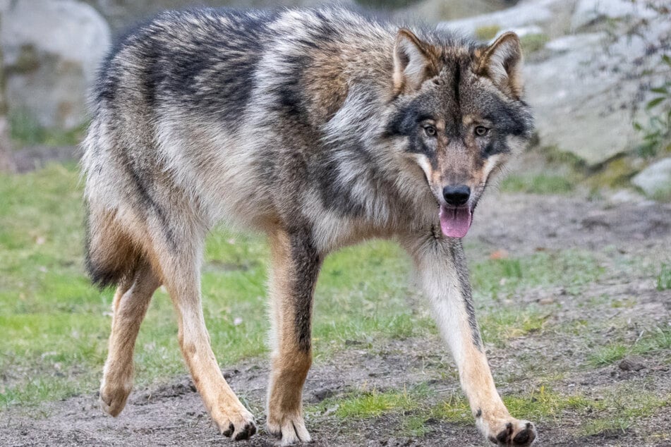 Wölfe: Toter Wolf auf Parkplatz gefunden: War es Jagdwilderei?