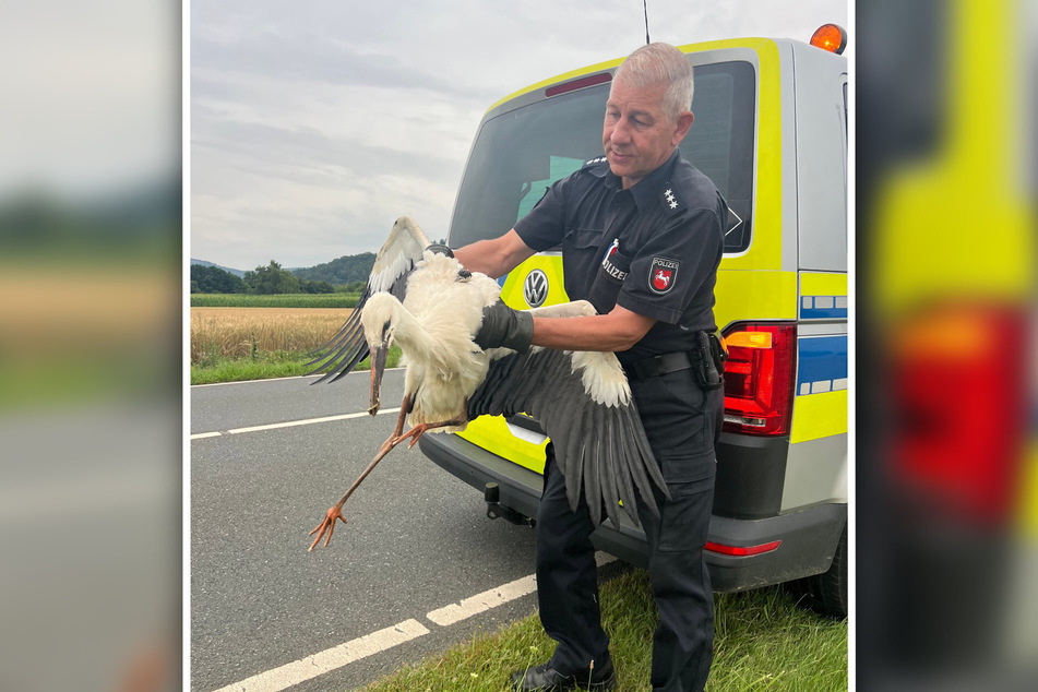 Der Storch ließ sich von der Polizei einfangen. Wegfliegen konnte er nicht.