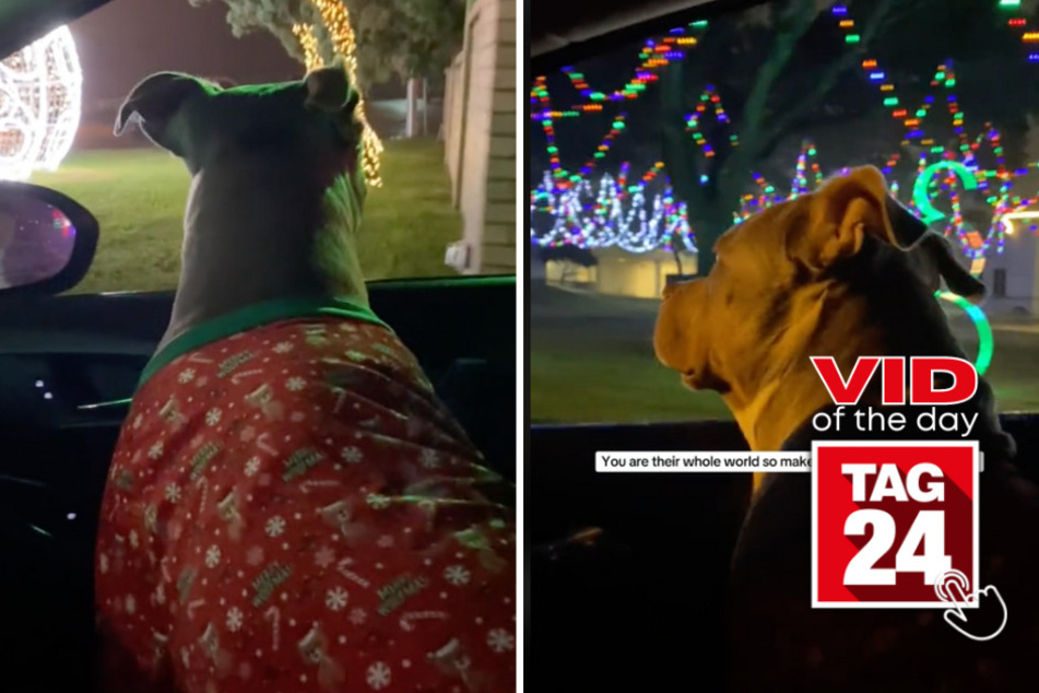viral videos: Viral Video of the Day for December 9, 2023: Dashing pitbull takes in festive Christmas sights!