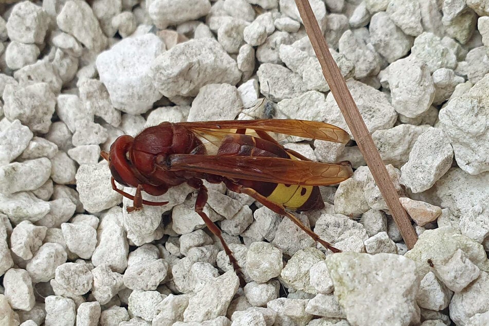 Die Orientalische Hornisse (Vespa orientalis) wurde in Mannheim entdeckt.