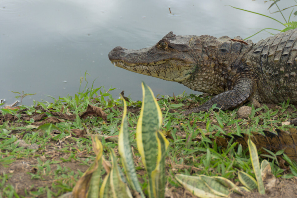 Crocodile attacks are frequent in the Southeastern Asian island state of Indonesia. (stock image)