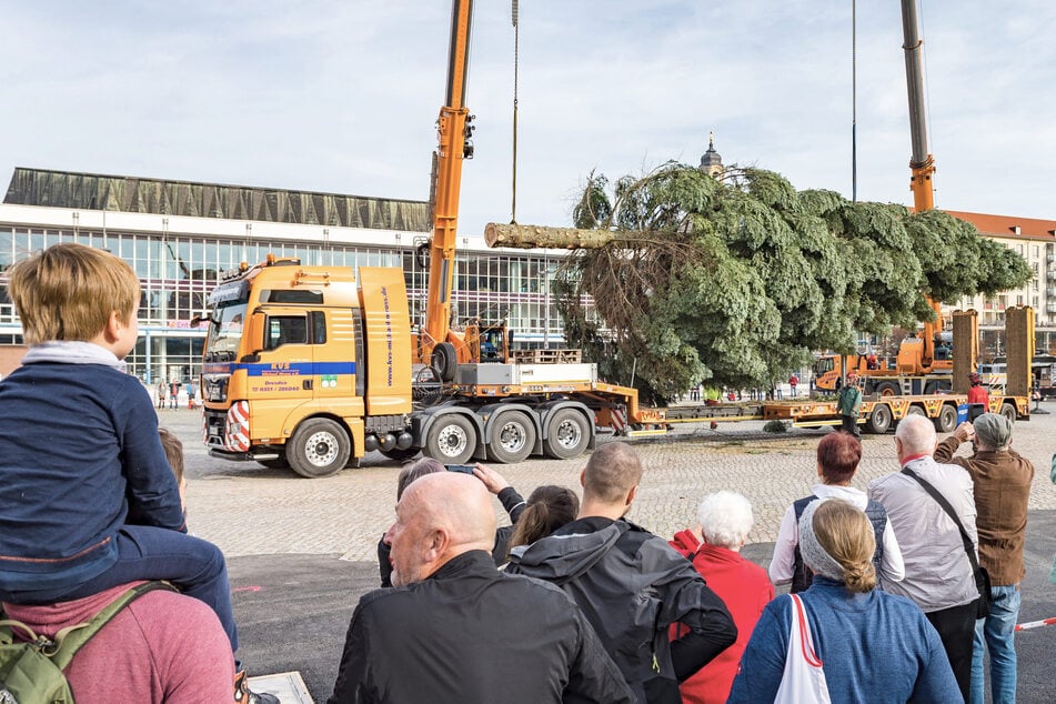 Am Sonnabend wird in Dresden der Striezelmarkt-Baum auf dem Altmarkt aufgestellt.