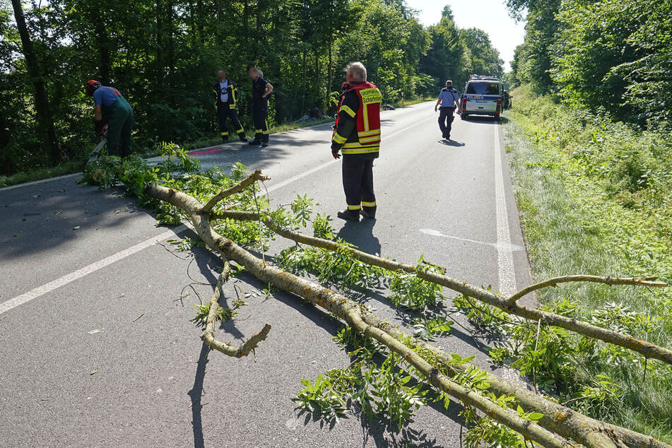 Mit einer Motorsäge musste ein Baum zersägt werden.