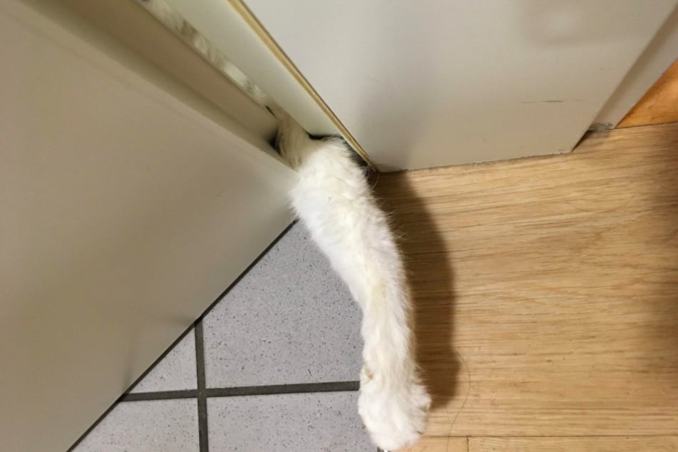 Die Katze steckte mit ihrer Pfote zwischen Tür und Türrahmen fest.