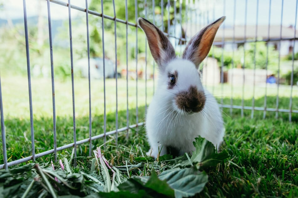 Die großen Rattengiftklumpen waren im Gehege der Kaninchen entdeckt worden. (Symbolfoto)