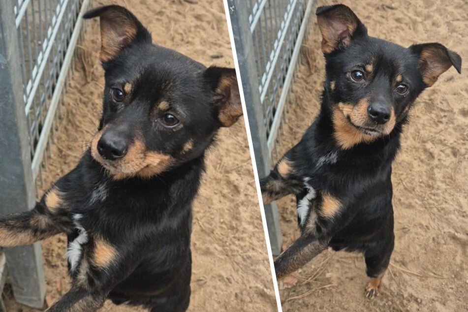 Frairos Alter konnte aufgrund der Umstände seines Auffindens nur geschätzt werden. Er ist circa Anfang 2024 geboren und damit etwas mehr als ein Jahr alt.