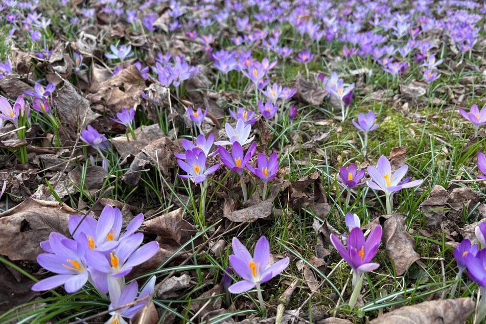 Die Krokusse blühen bereits seit mehreren Tagen - jetzt werden auch die Temperaturen in Köln immer frühlingshafter.