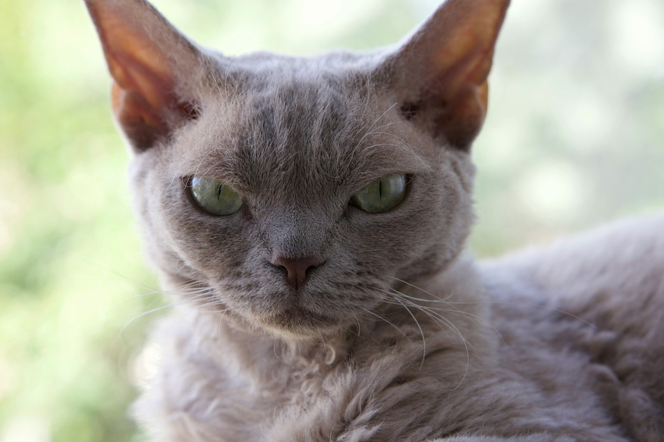 It might look grumpy, but the Devon rex is ridiculously cute and popular.