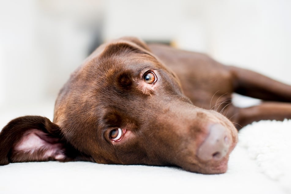 Wenn er sich so wenig wie möglich bewegen will, kann das beim Hund auf Muskelkater hindeuten.