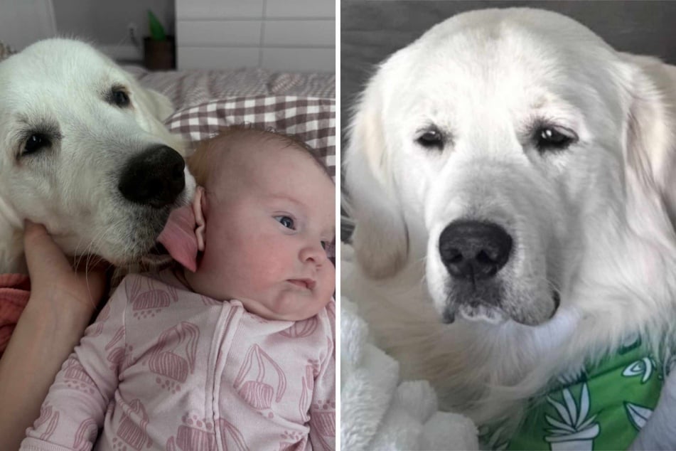 Ever since the baby arrived, Teddy the dog has been keeping an eye on her.