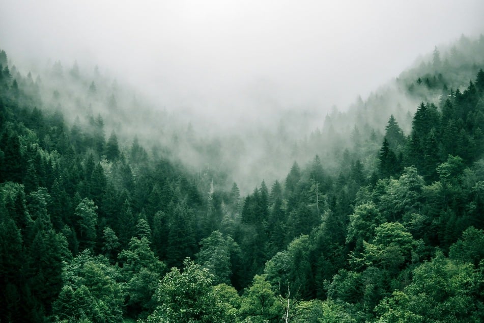 The European Union recently began partially claiming that the operation of its forests offsets emissions, said Glen Peters, research director at the Center for International Climate Research in Oslo.