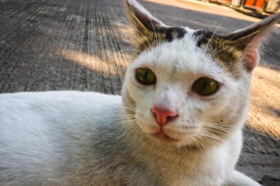 Seit 12 Jahren vermisst! Kater verschwindet spurlos, dann die Wendung