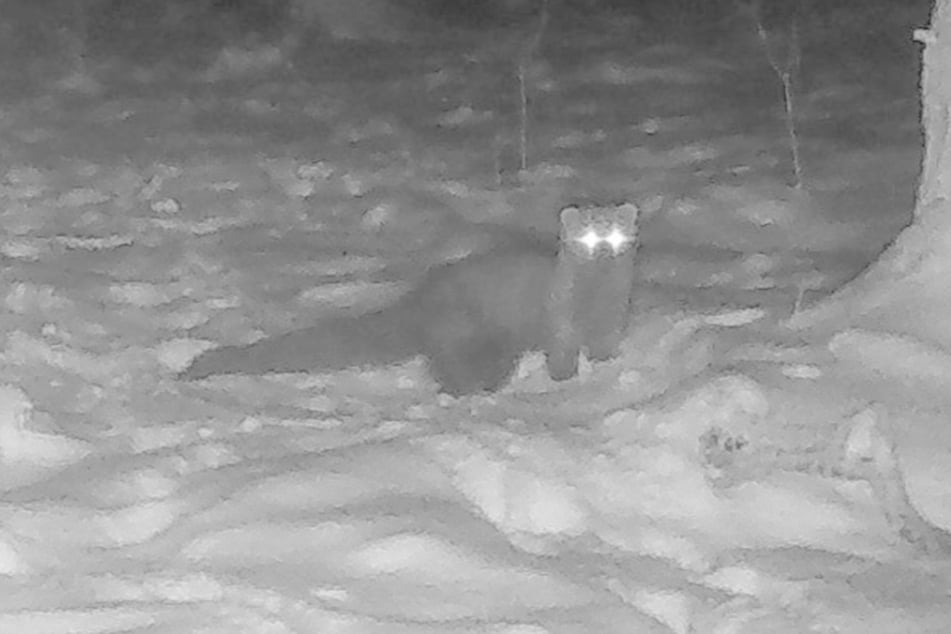 Die Augen des lange verschollen geglaubten Fischermarders funkeln. Eine Wildtierkamera erwischte den kleinen Räuber bei einem seiner Streifzüge durch die Nacht.