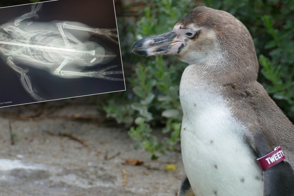 Pinguin Tweety aus dem Frankfurter Zoo musste aufgrund einer unbedachten Aktion eines Besuchers eine drastische OP über sich ergehen lassen.