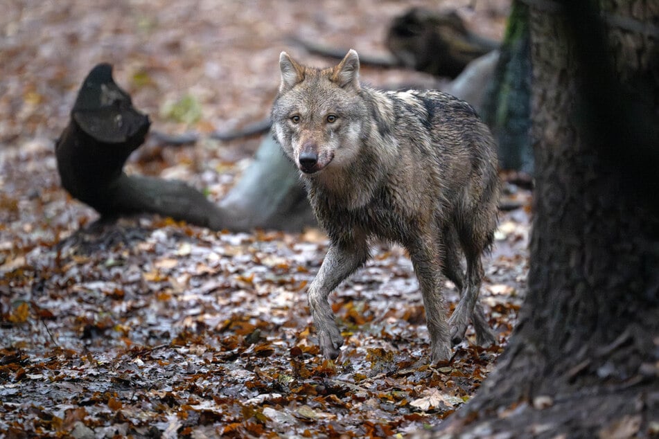 Der NABU Thüringen warnt davor, die kleine und stagnierende Population im Freistaat durch eine reguläre Jagd weiter zu gefährden. (Archivfoto)